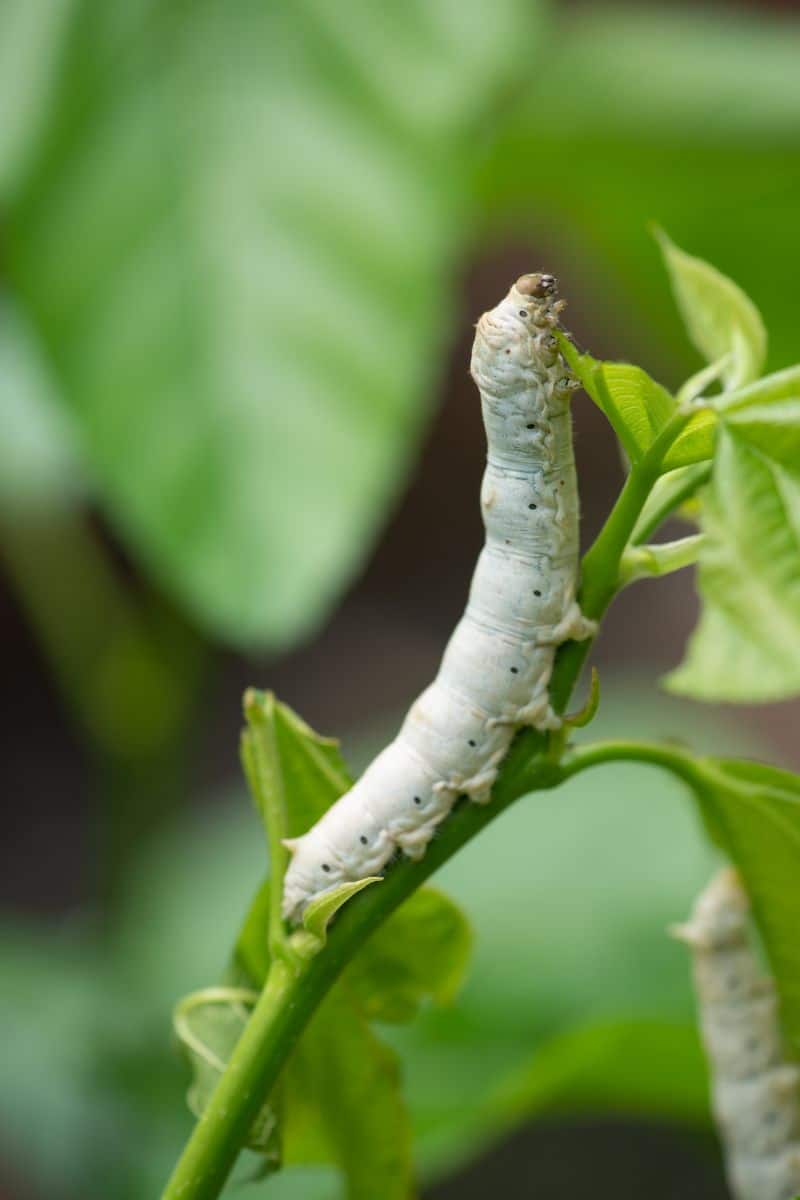 Spiritual Meaning Of White Worms