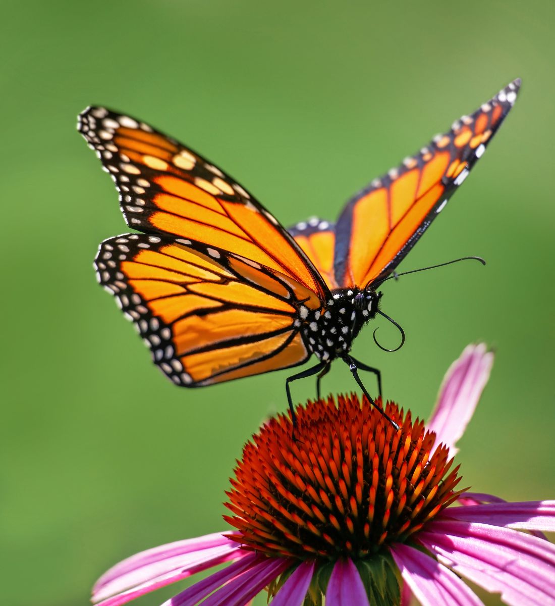 Spiritual Meanings Of Monarch Butterfly Flying Around You