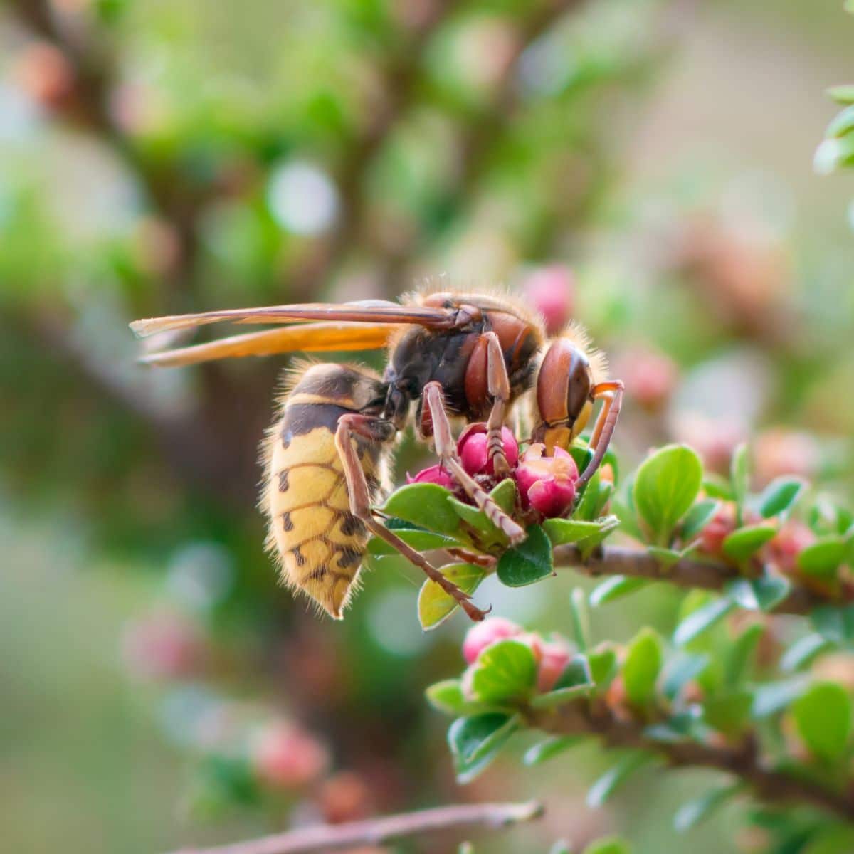 Spiritual Meanings Of Wasp