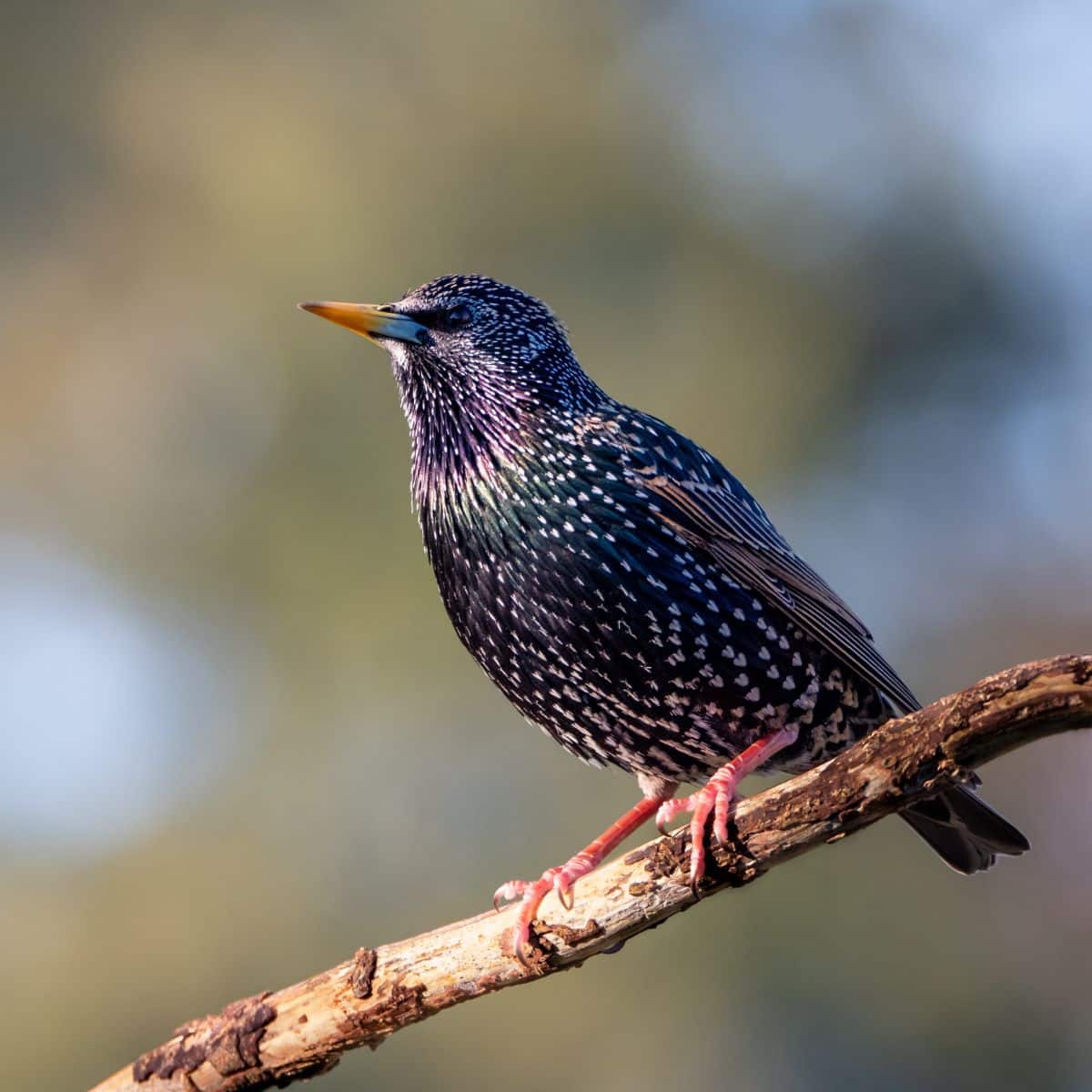 Starling Bird Spiritual Meaning