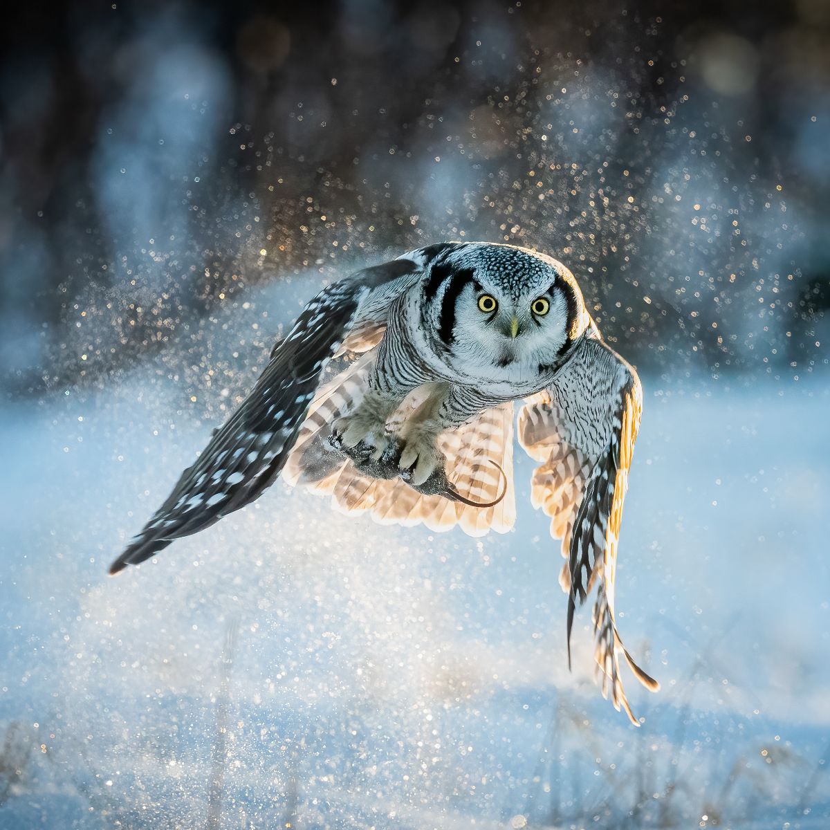 What Does It Mean When A Bird Attacks You Spiritual Meaning