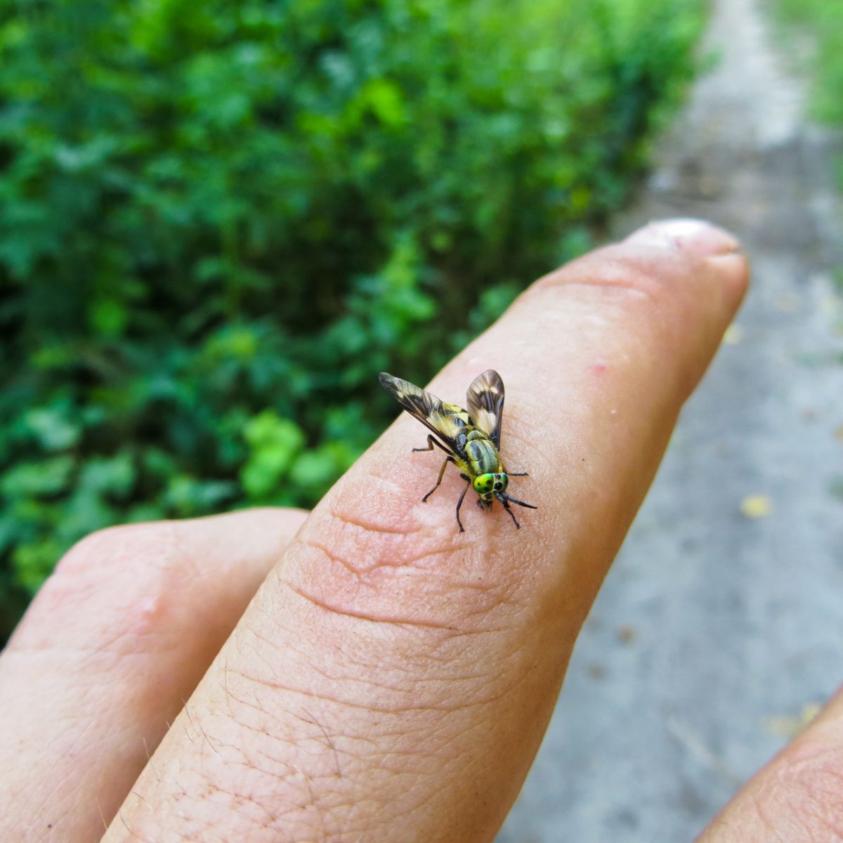 What Is The Spiritual Meaning Of Flies In A Dream