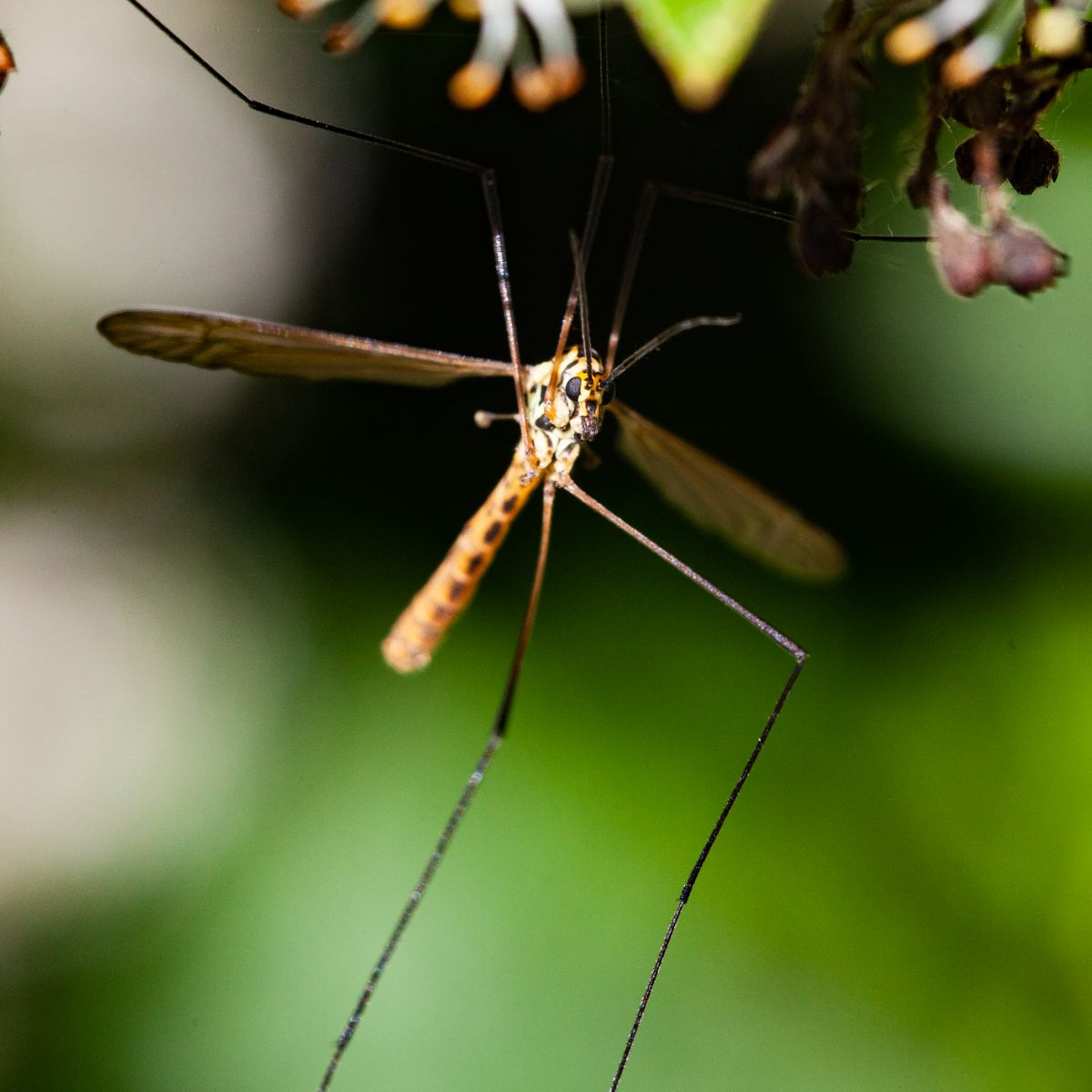 are daddy long legs good luck