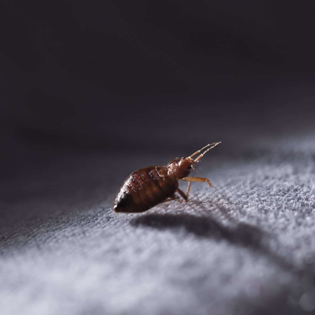 bed bug spiritual meaning