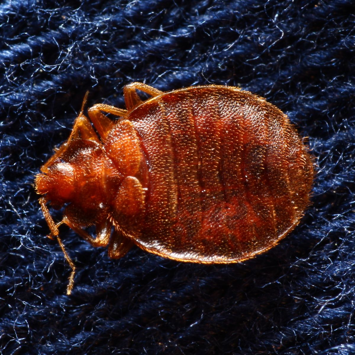 bed bugs spiritual meaning