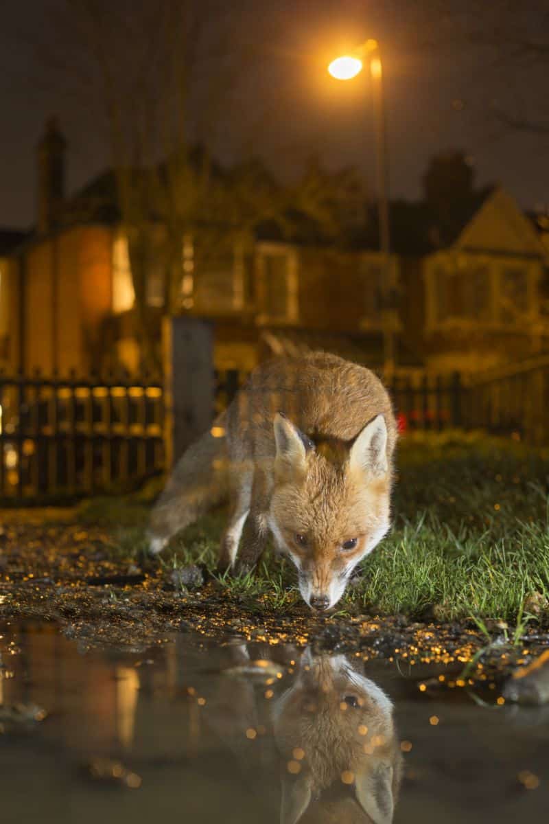 biblical meaning of a fox crossing your path