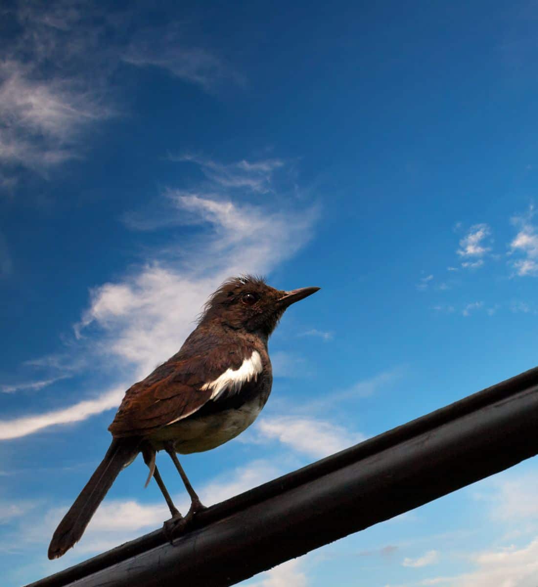 bird on a wire meaning