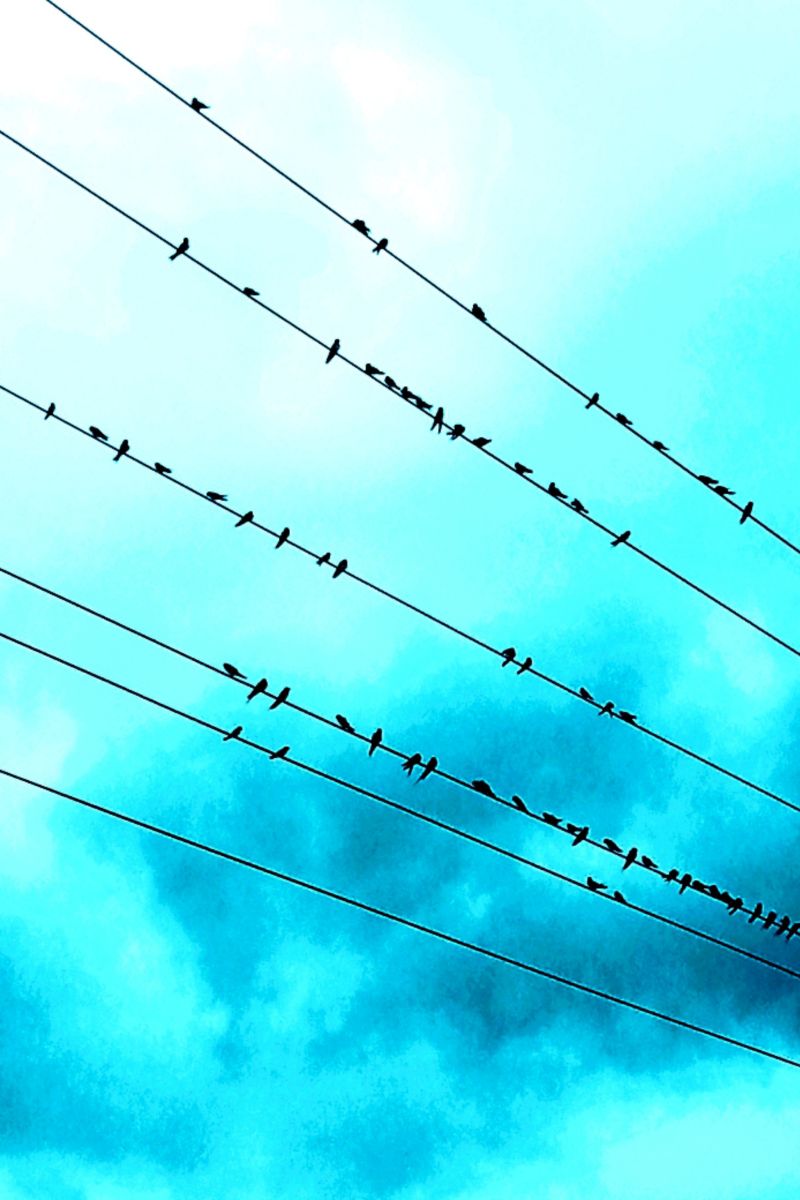 birds on a wire meaning