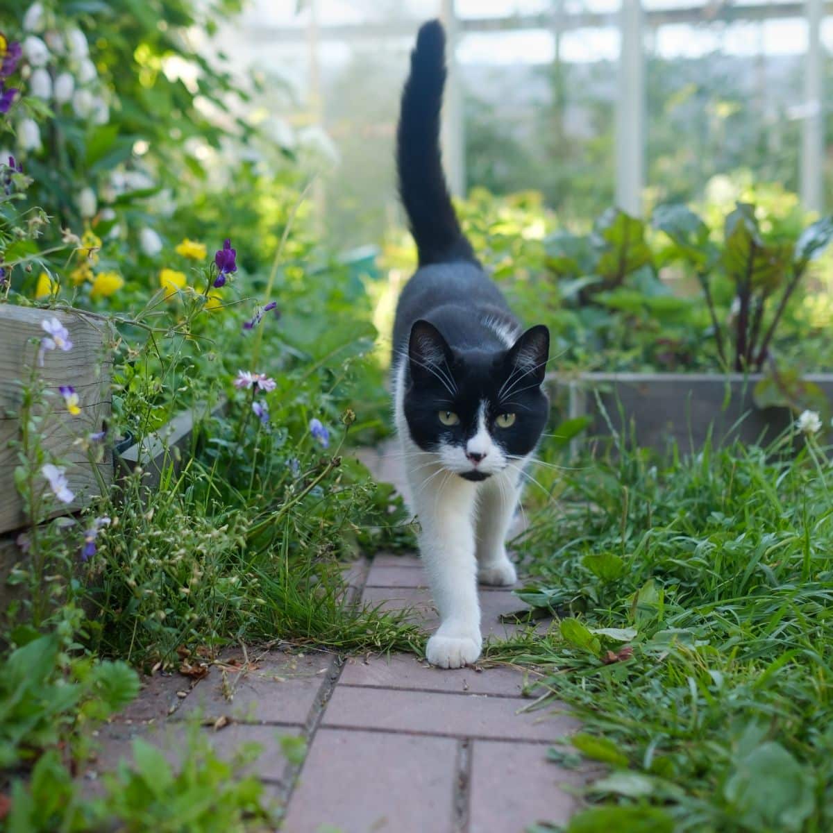 black and white cats spiritual meaning