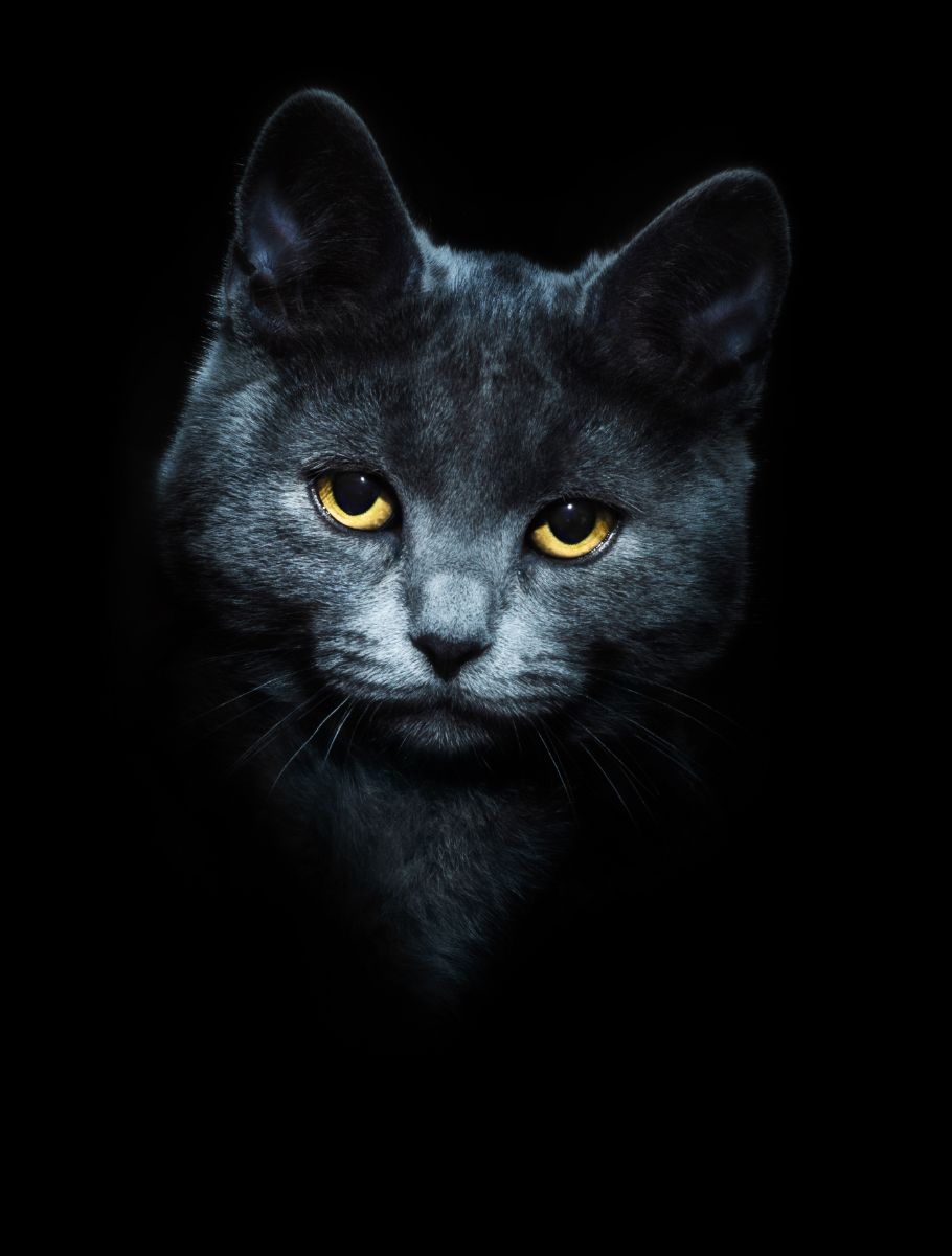 black cat spiritual meaning