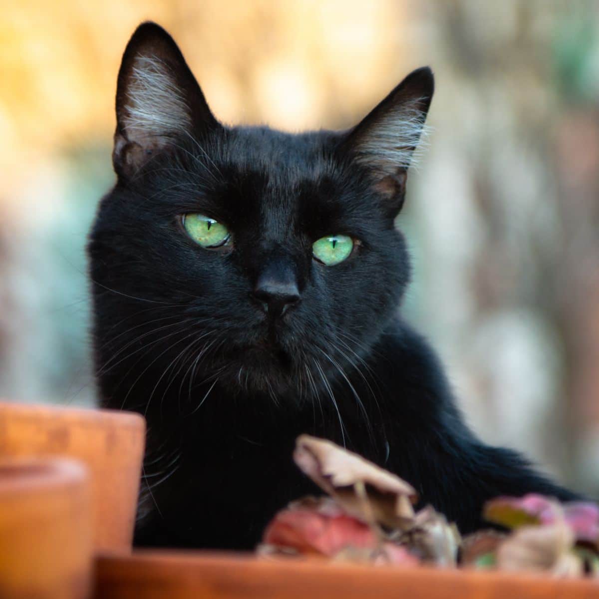 black cats meaning spiritual