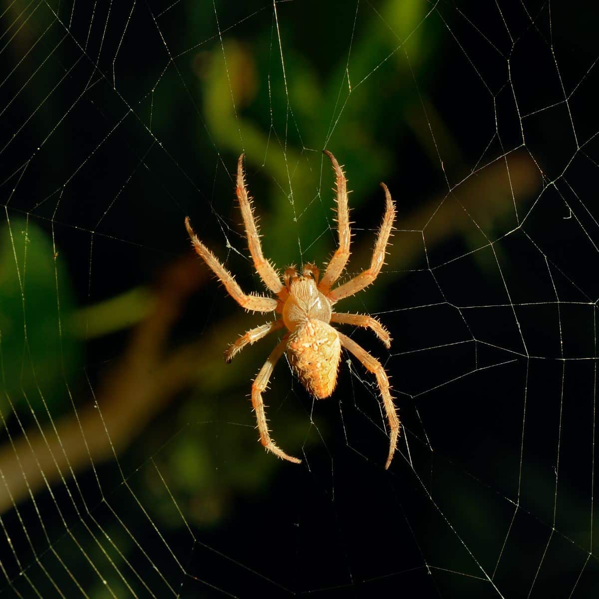 black spider crawling on me spiritual meaning