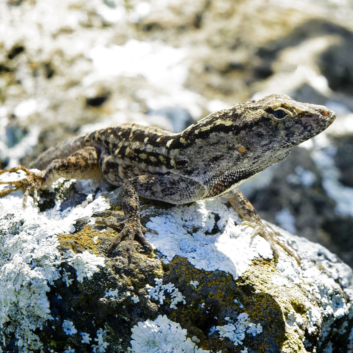 brown lizard in house meaning