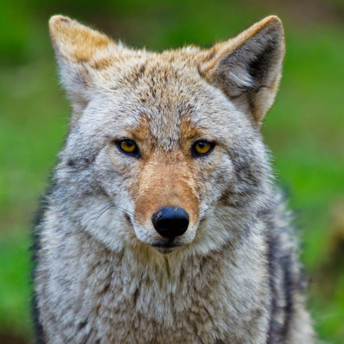 coyote spirit animal meaning