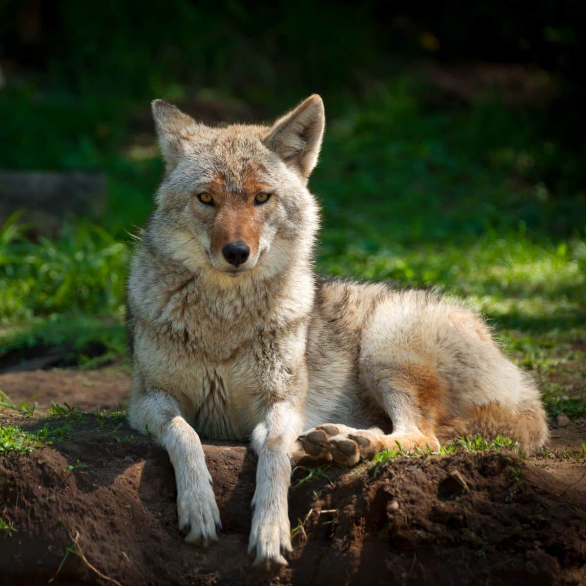 coyote spirit meaning