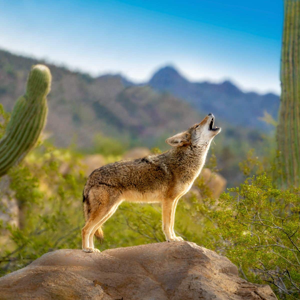 coyote spiritual meaning