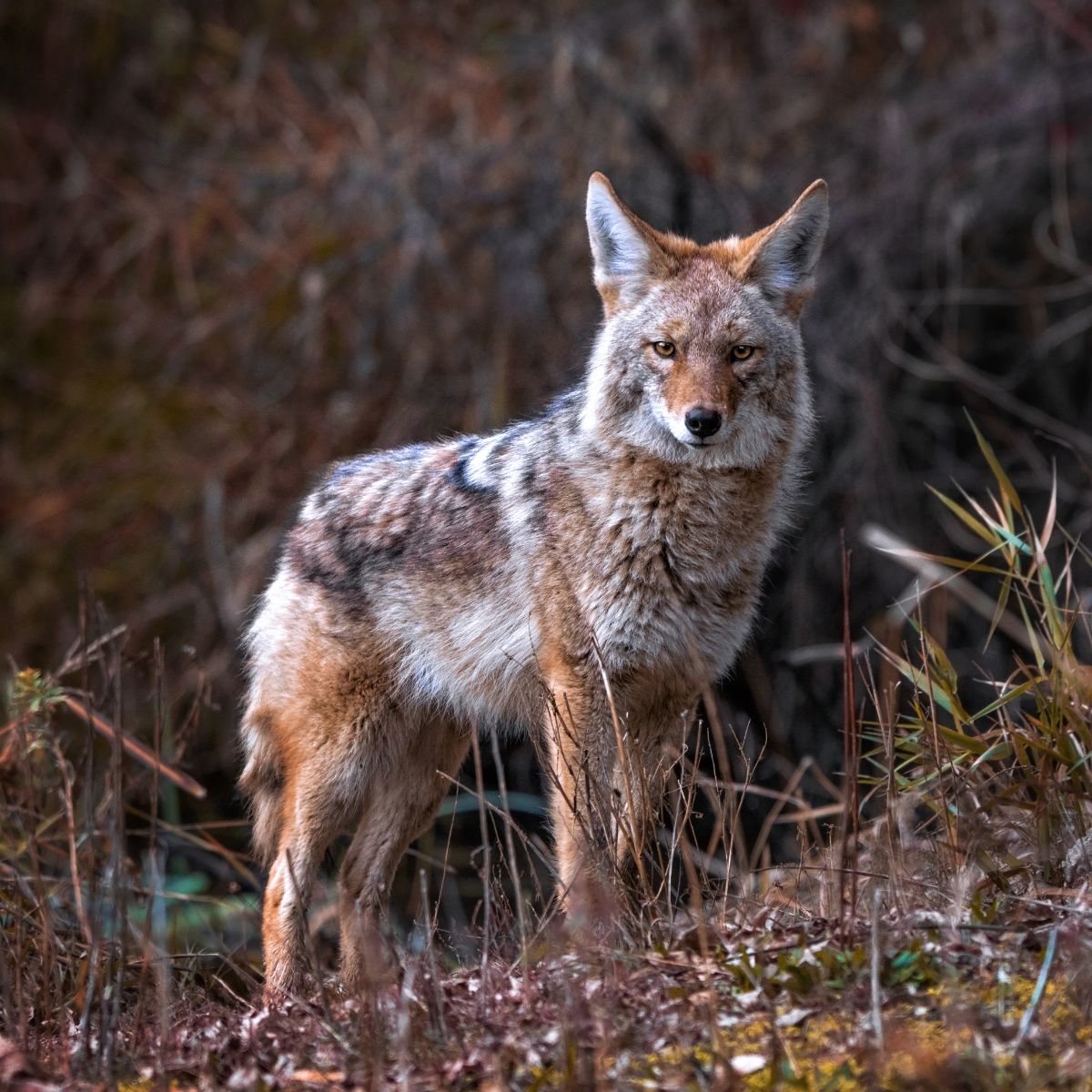 coyotes meaning