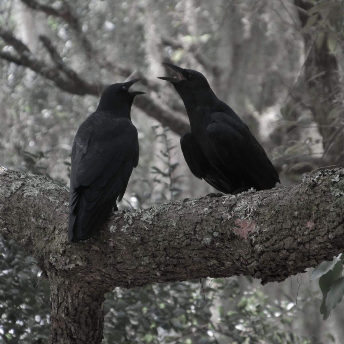 crow cawing 3 times meaning