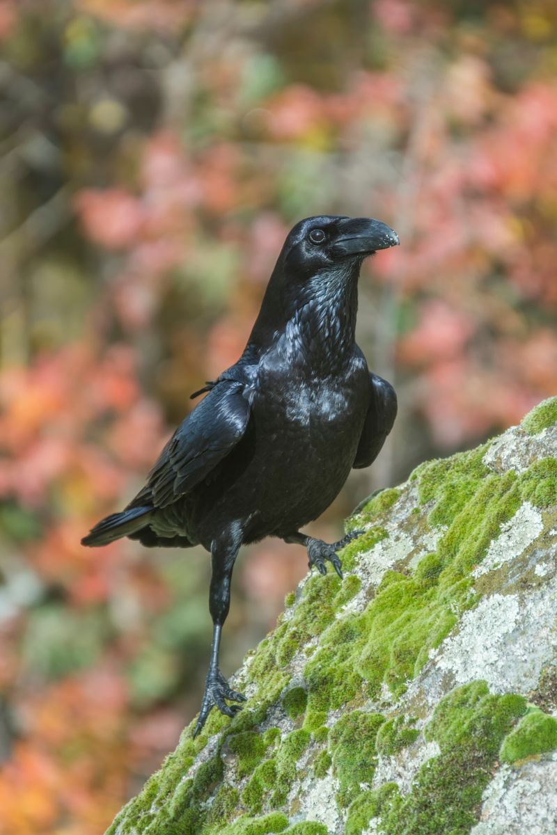 crow cawing in the morning meaning