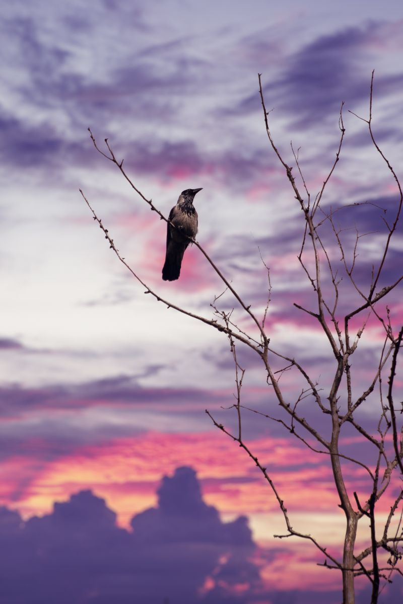 crows cawing non-stop meaning