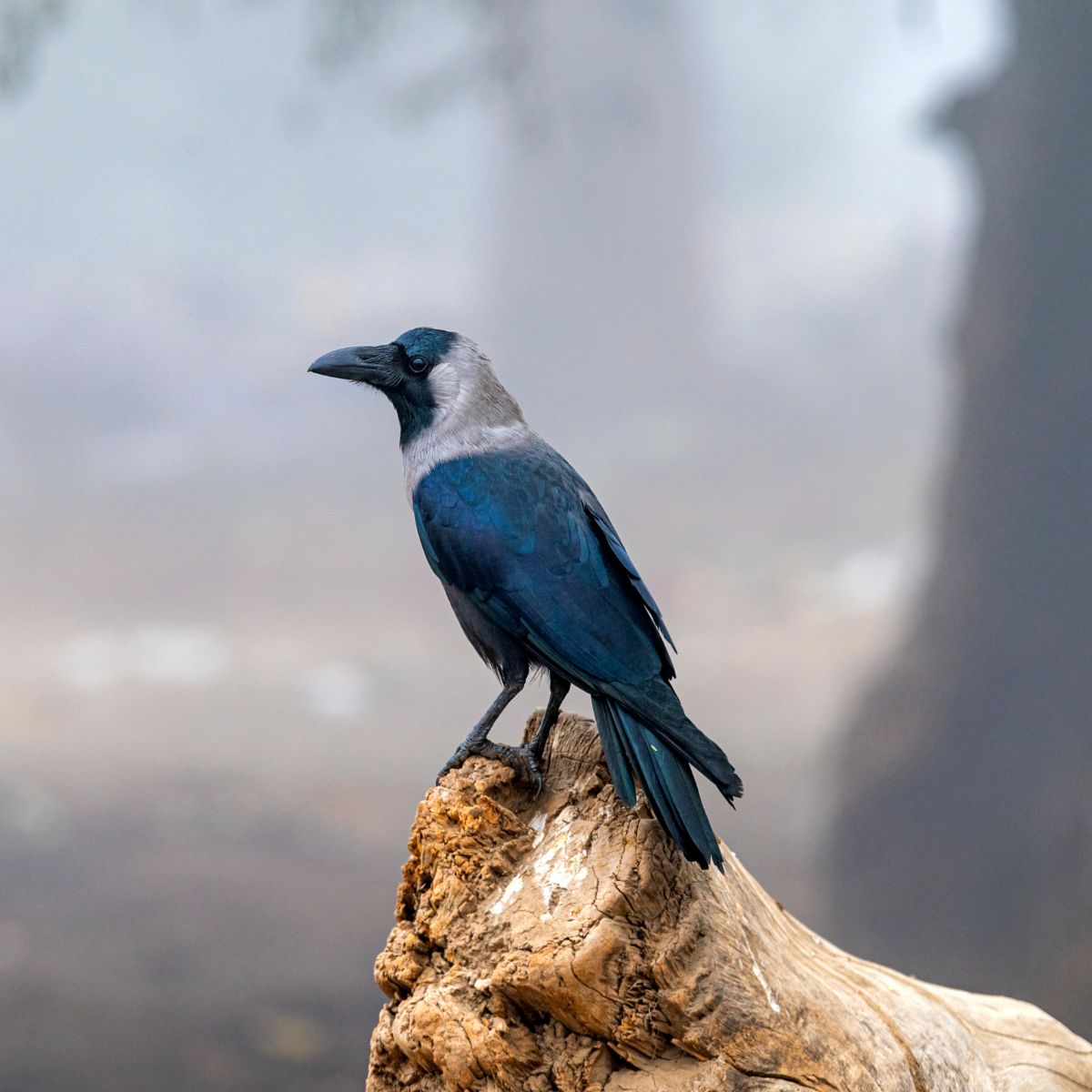 crows making noise in the morning meaning