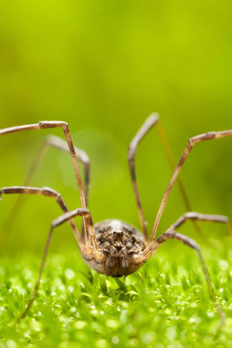 daddy long legs meaning spiritual