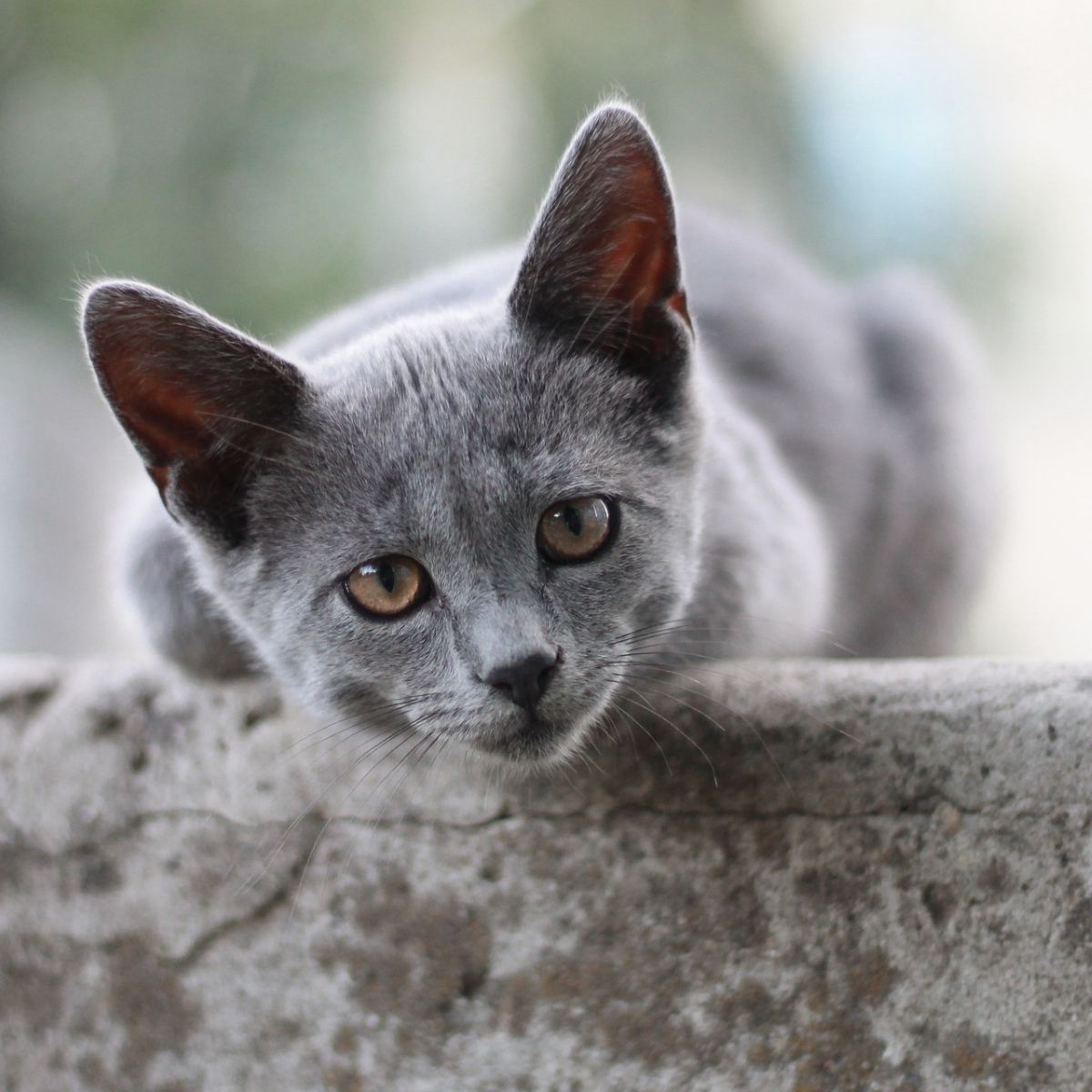 dark grey cat meaning