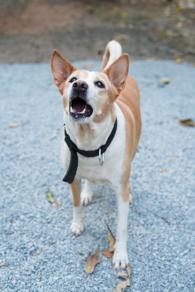 dog with heterochromia