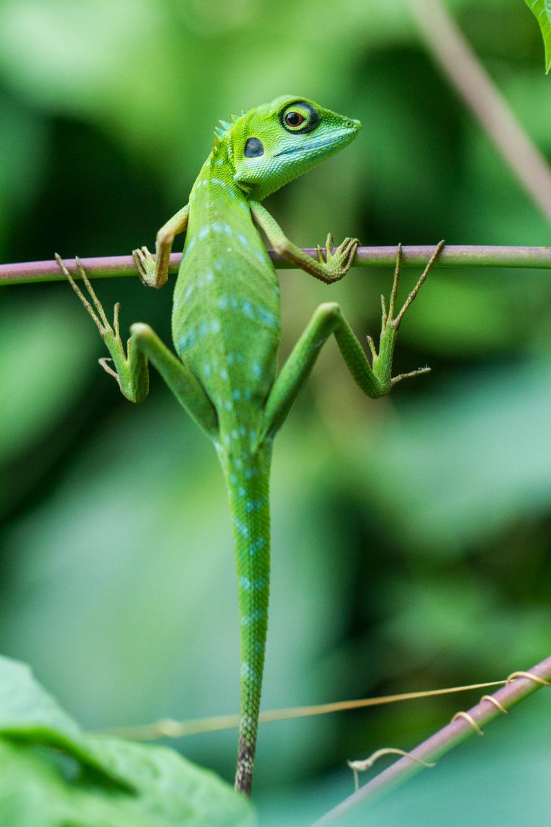 dream about lizards