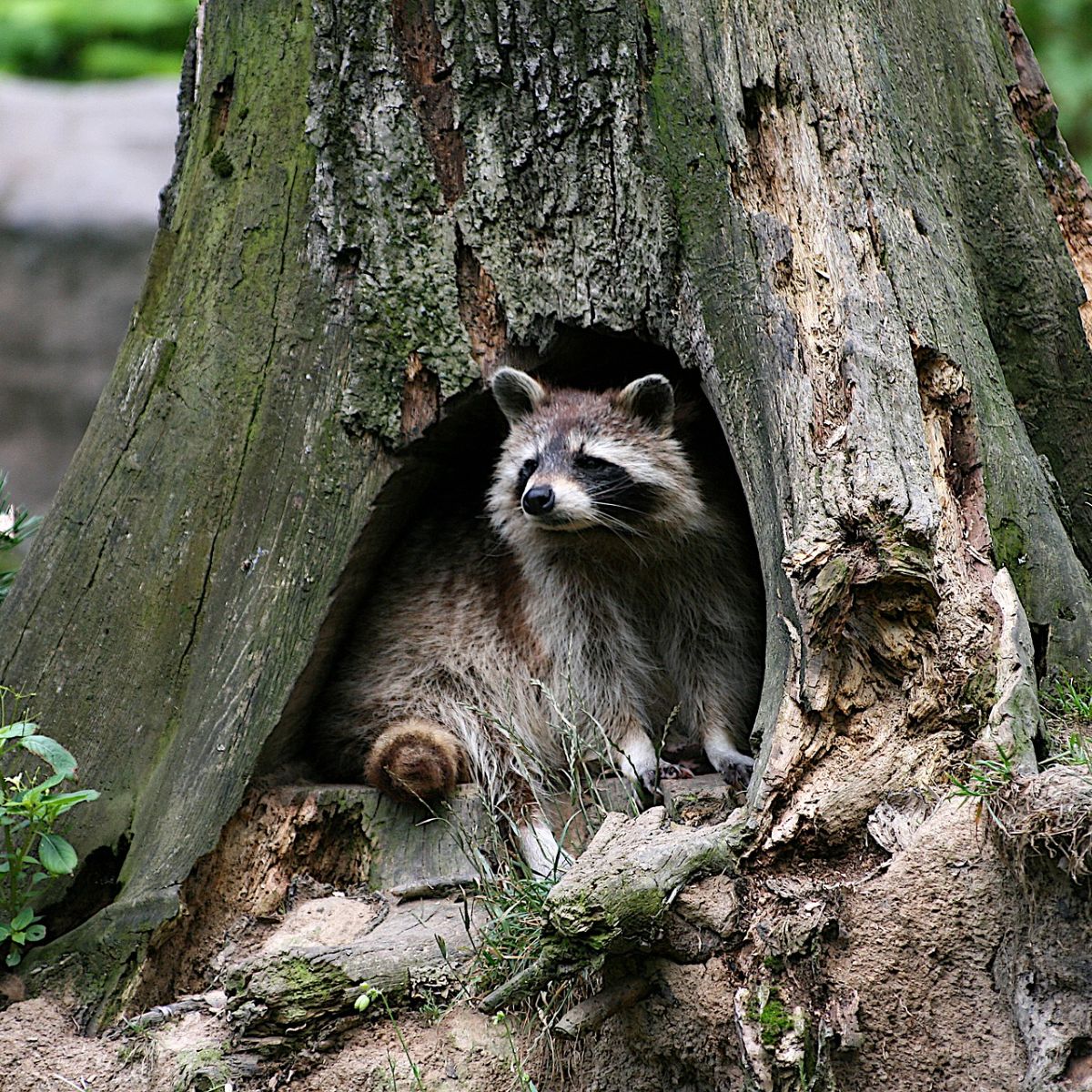 dream about raccoon