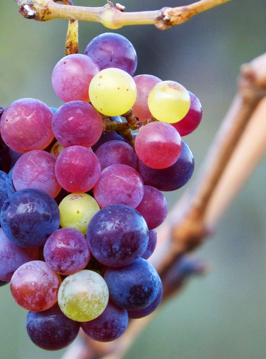 dream meaning of grapes