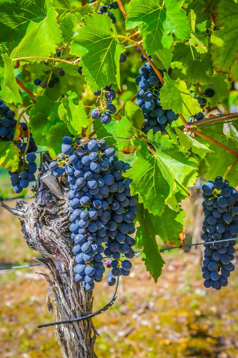 dreaming of grapes