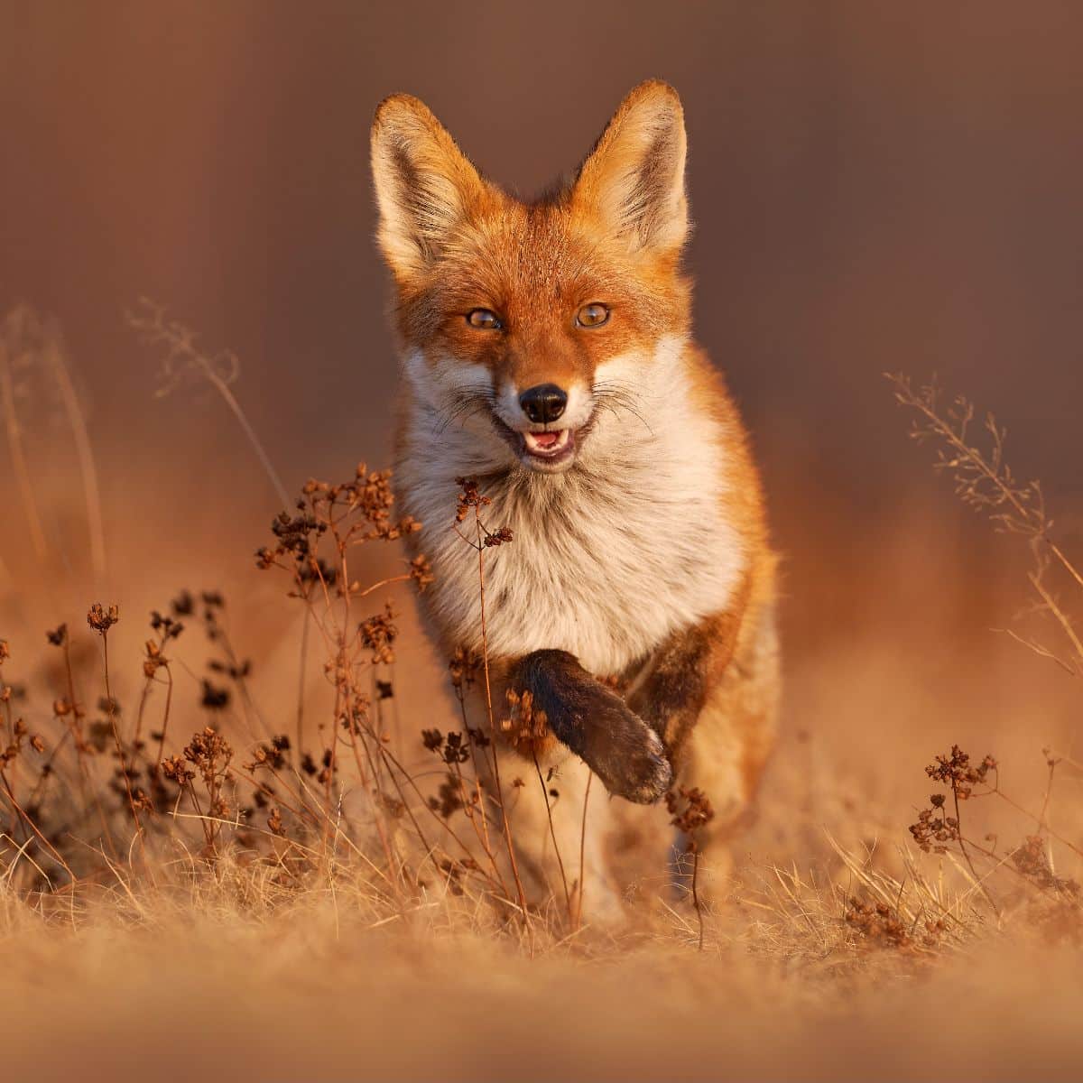 fox meaning spiritual