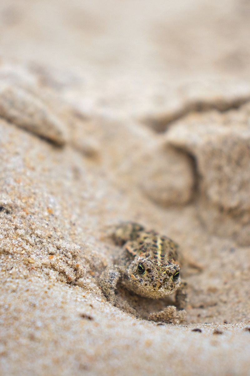 frog totem meaning