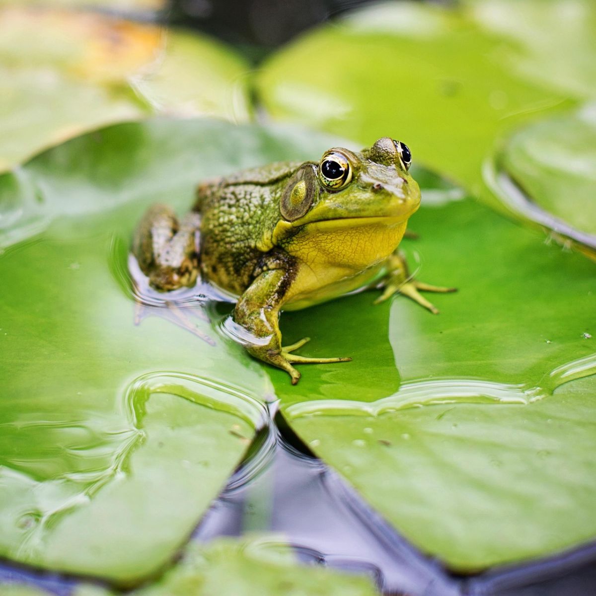 frogs meaning spiritual