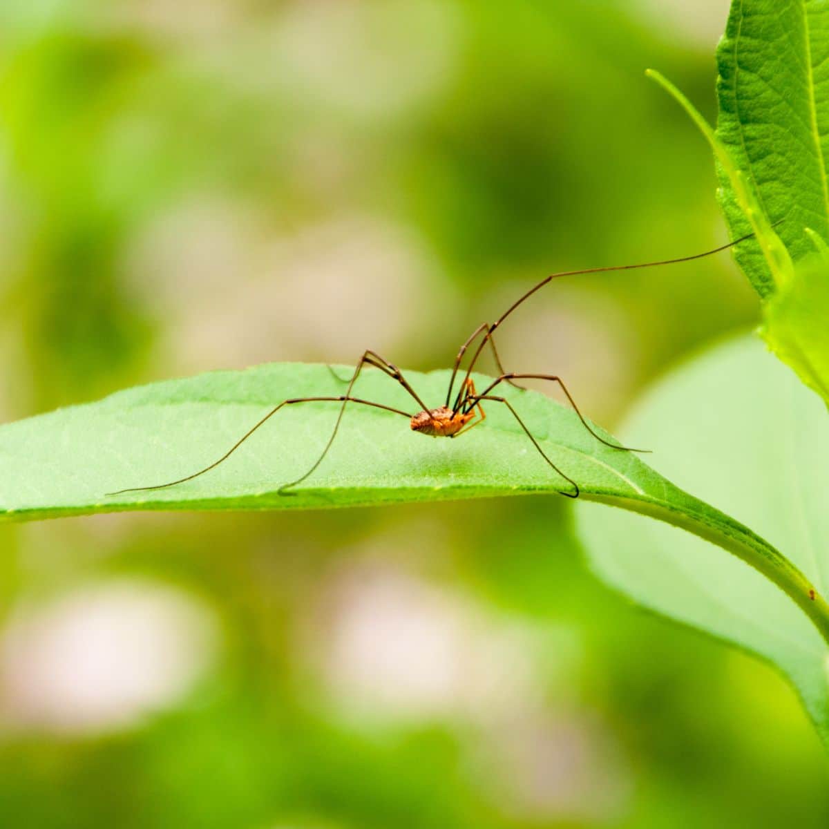 granddaddy long legs spiritual meaning