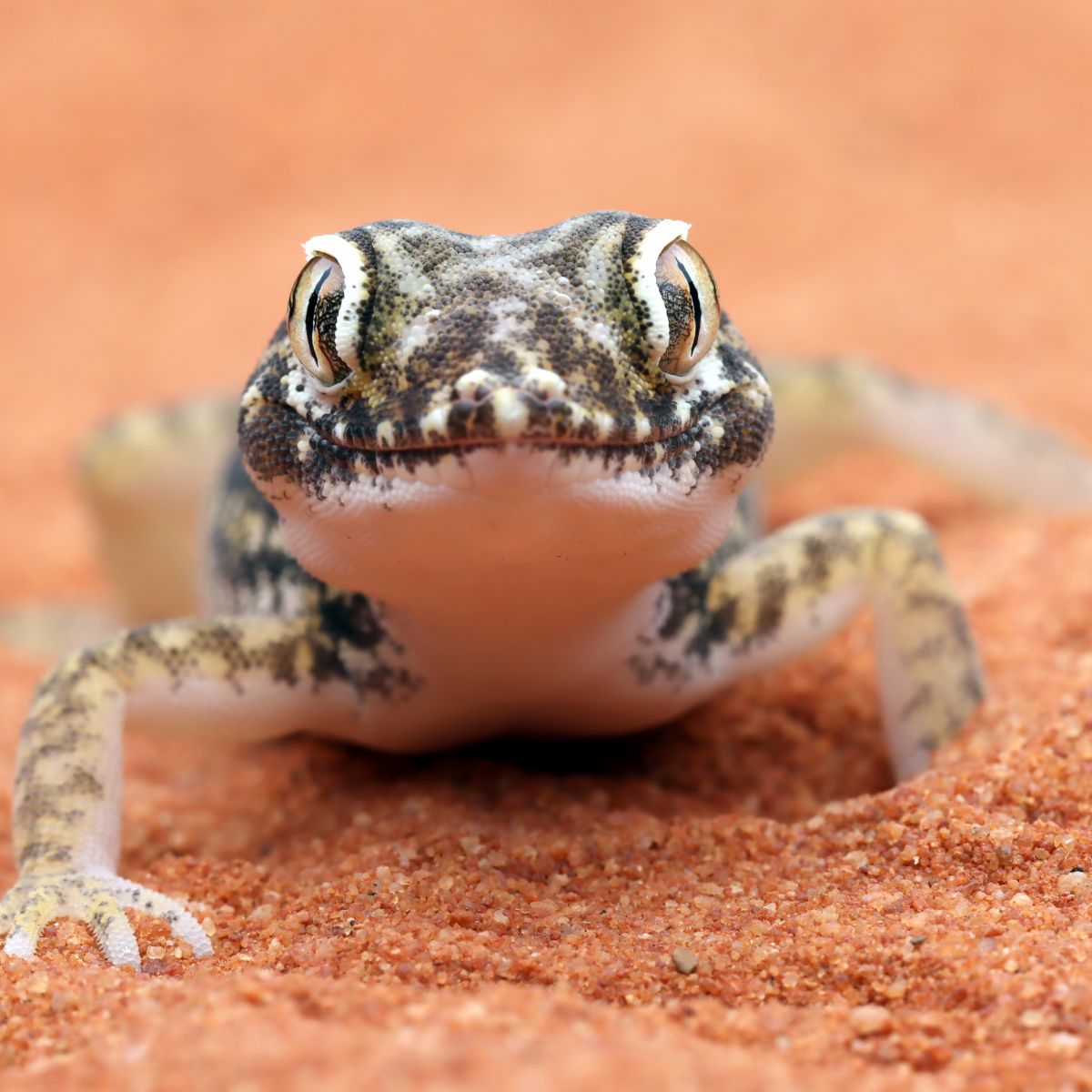 lizard crossing your path meaning