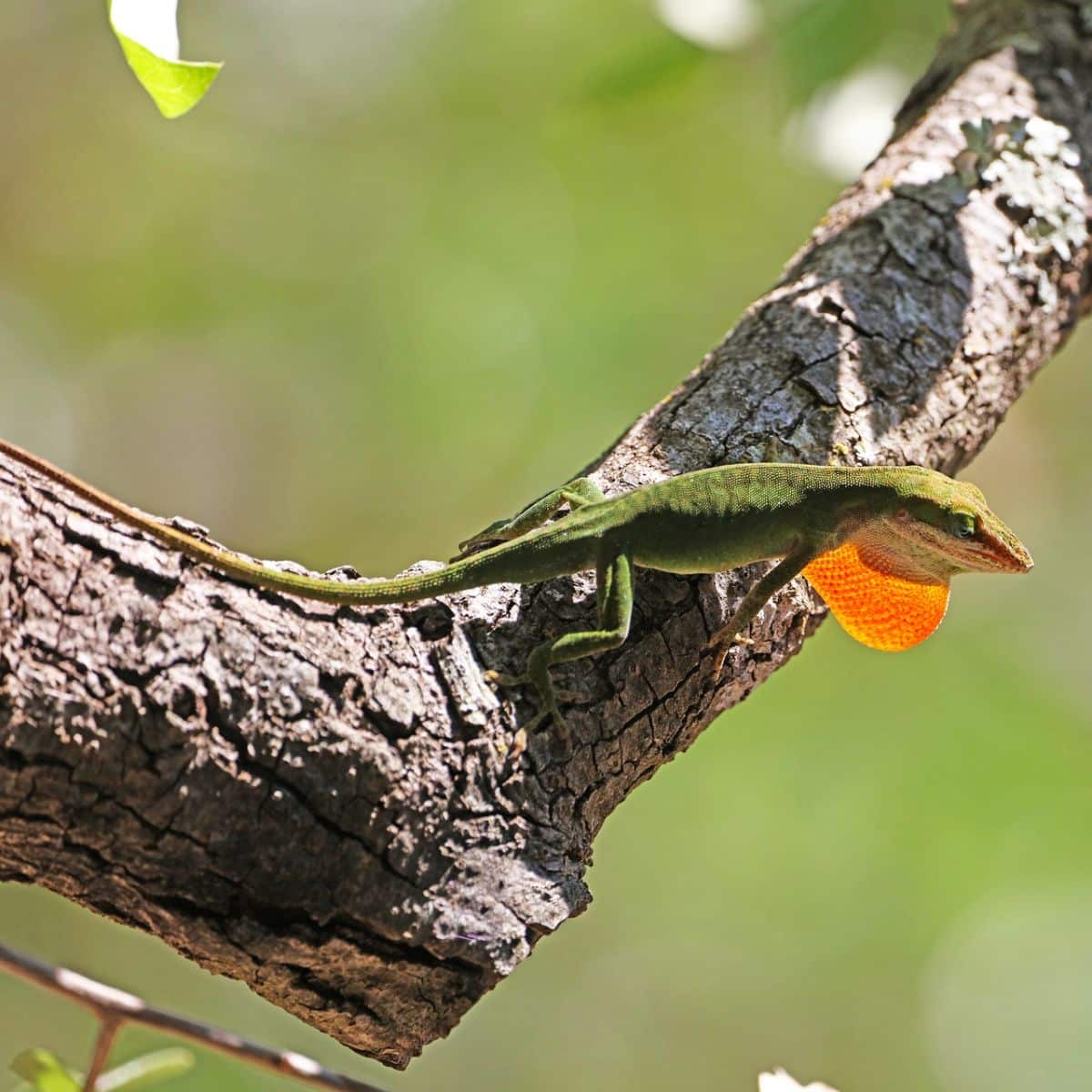 lizard spirit animal