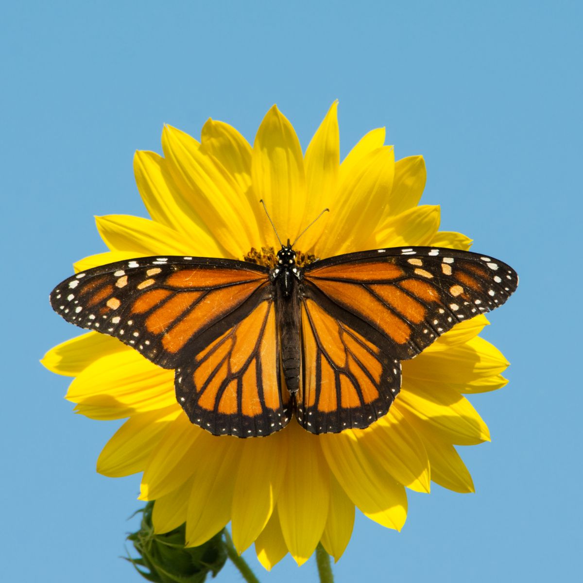 meaning of monarch butterfly