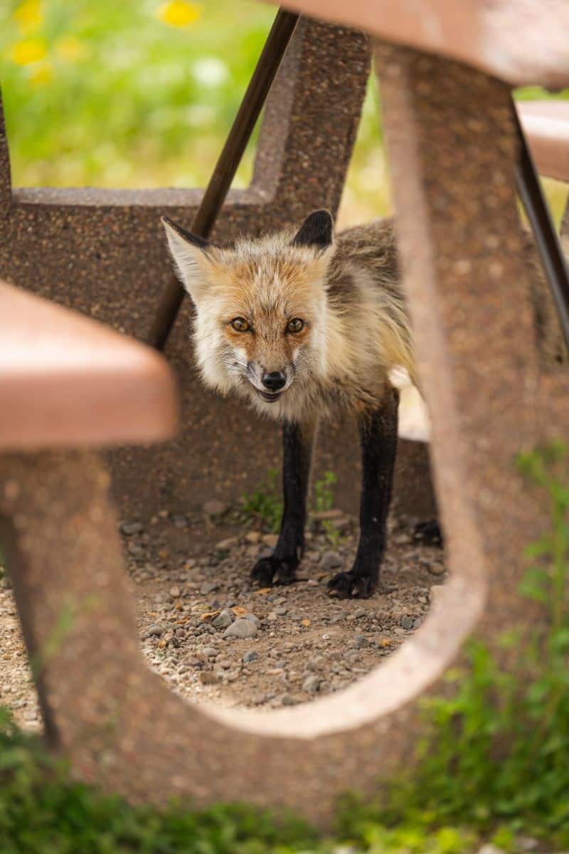 meaning of seeing a fox cross your path