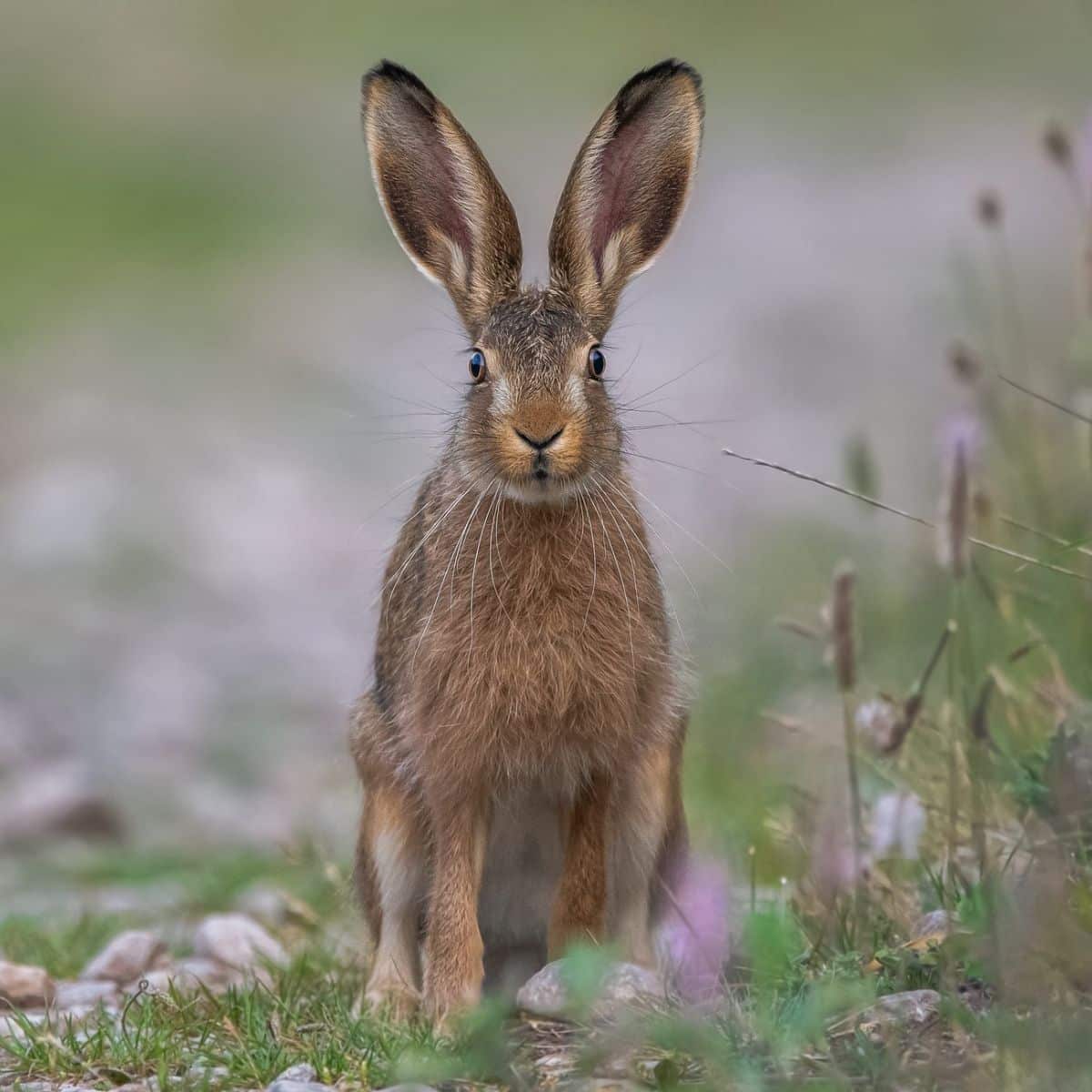 meaning of seeing a rabbit