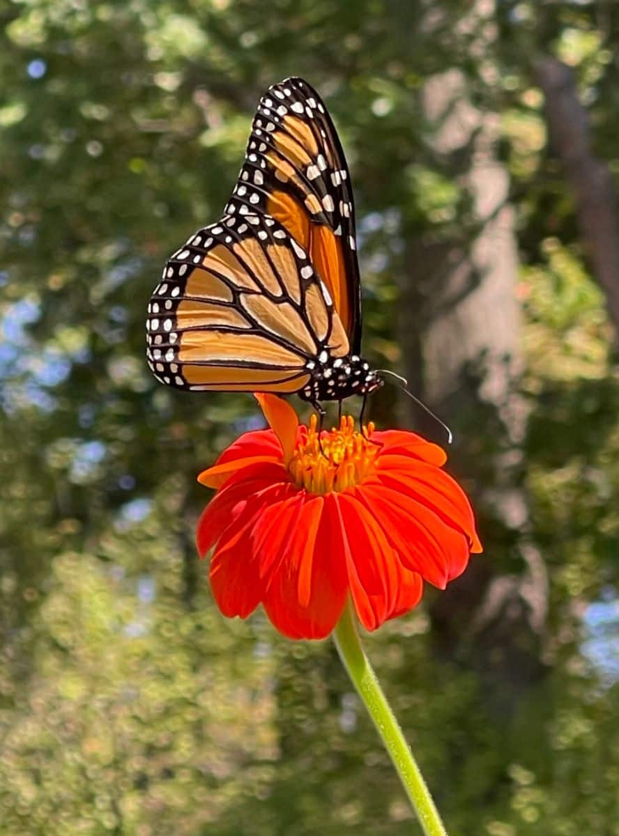 monarch butterfly meaning spiritual