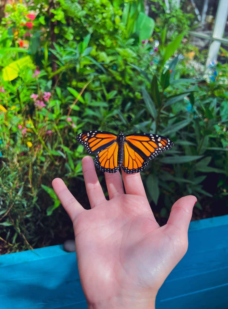 monarch butterfly meaning