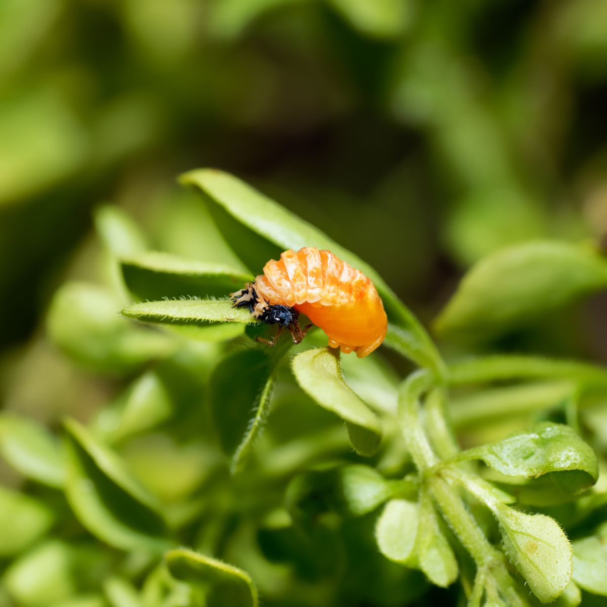 orange ladybug landing on you meaning