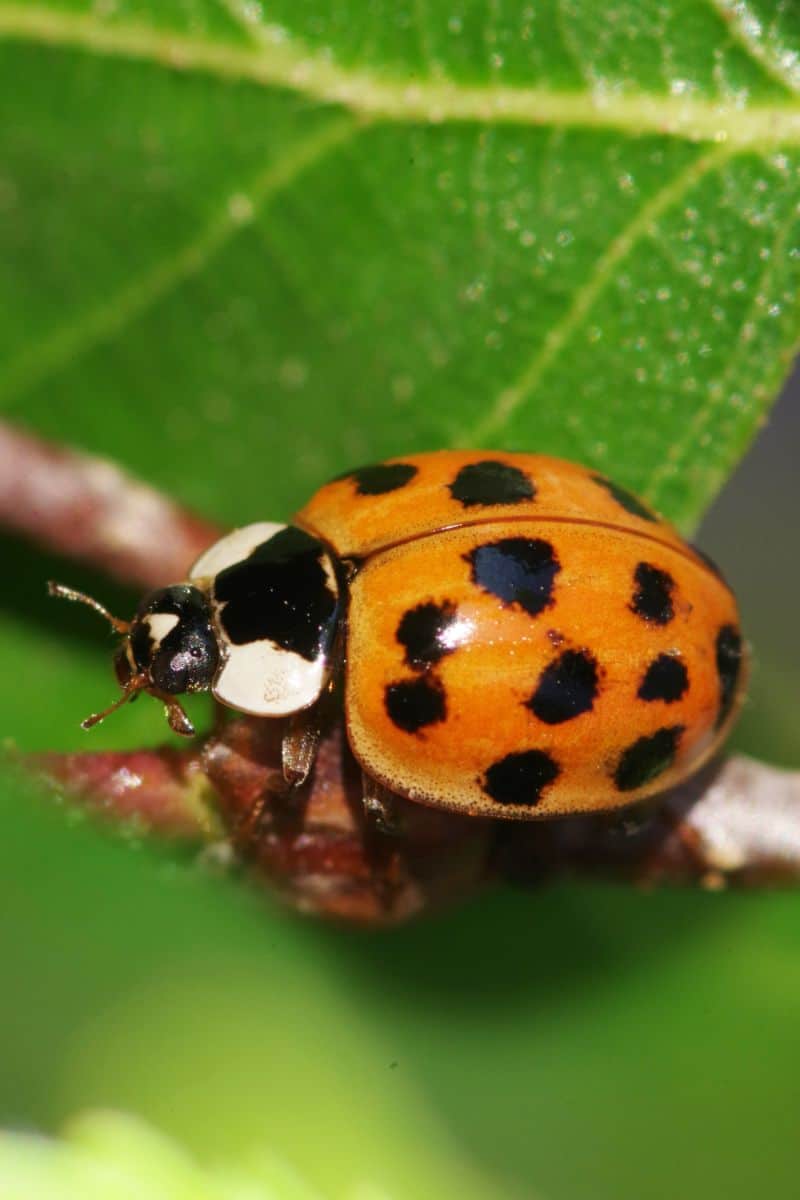 orange ladybug meaning love