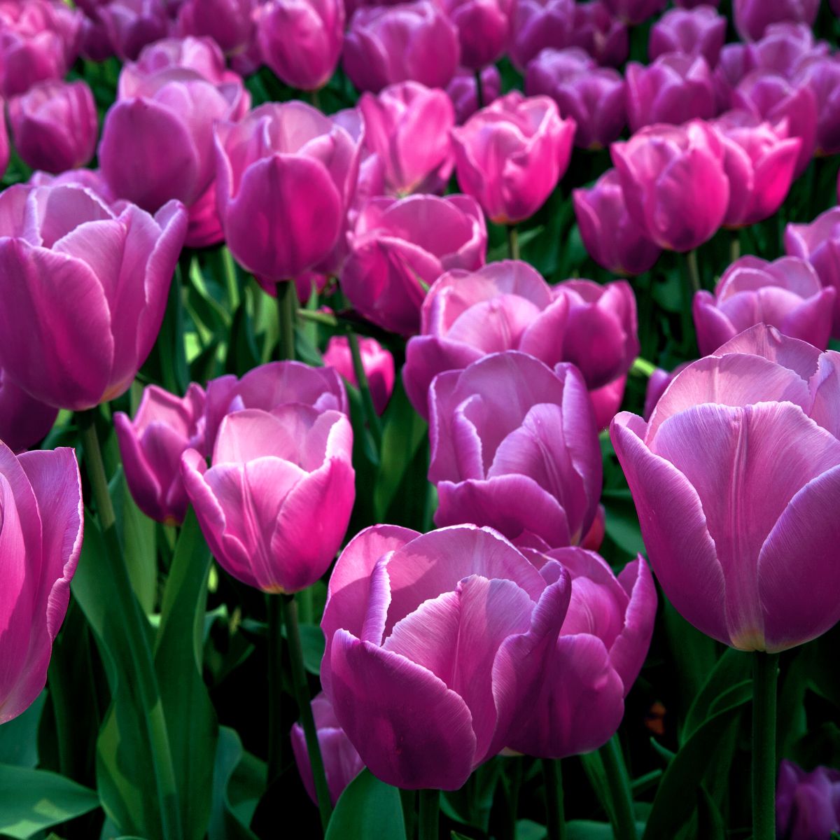 pink tulip meaning