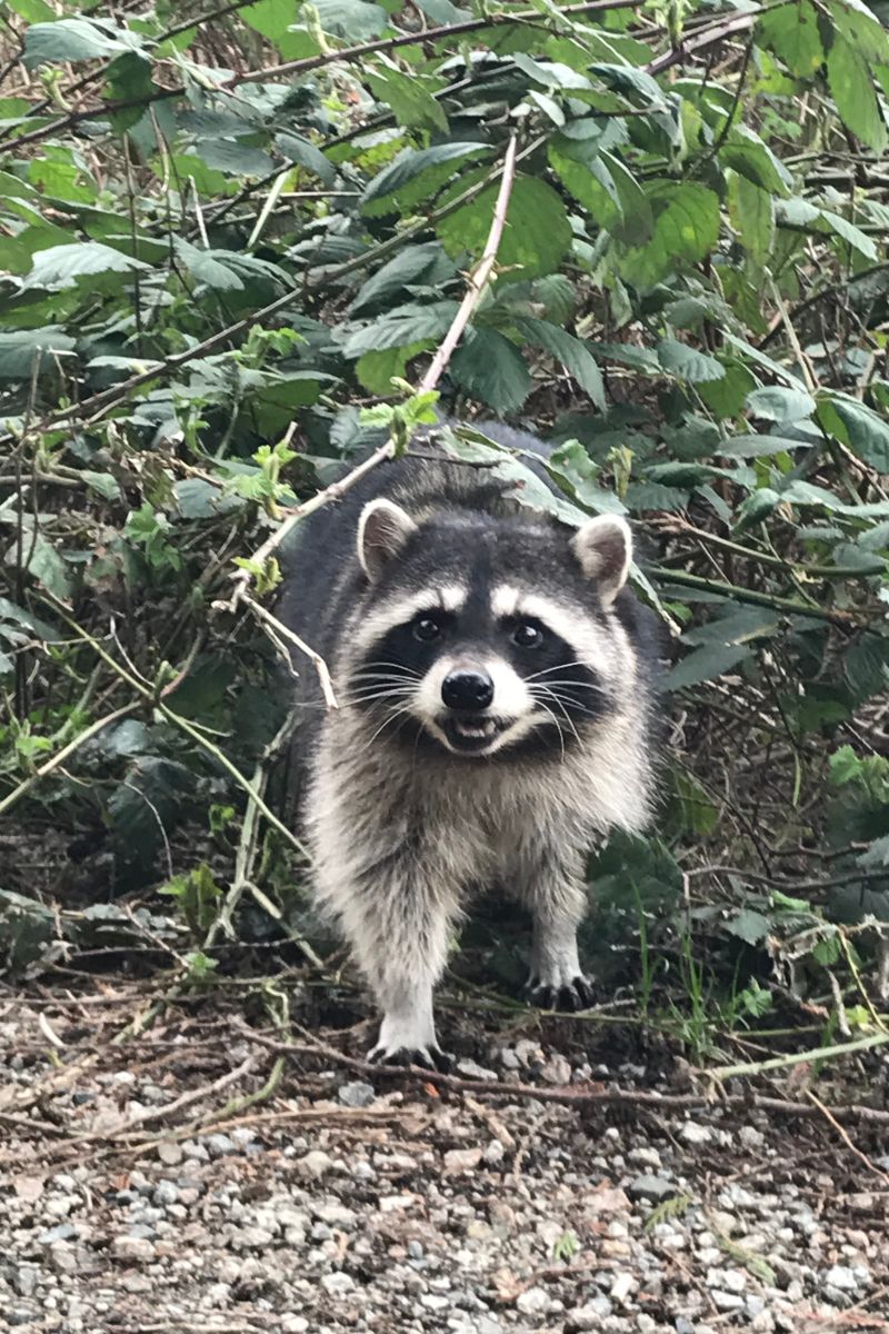 raccoon meaning spiritual