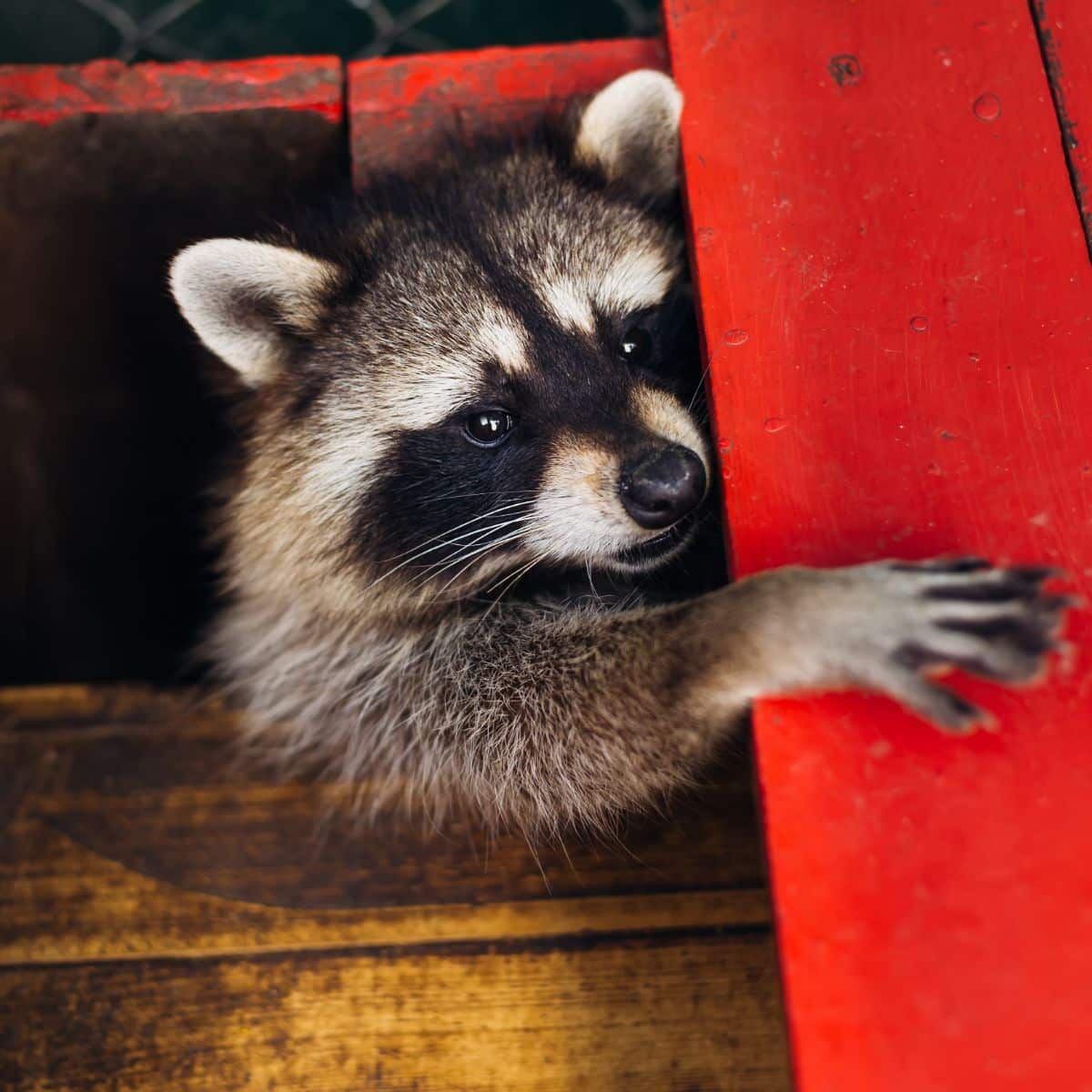 raccoon spiritual meaning