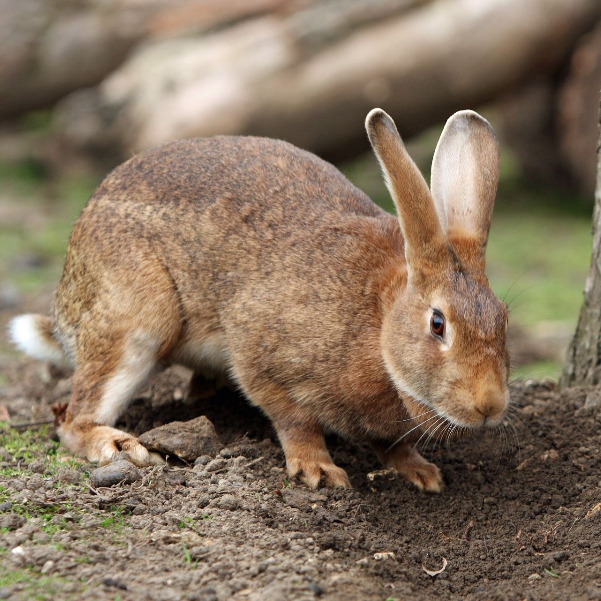 seeing a rabbit meaning