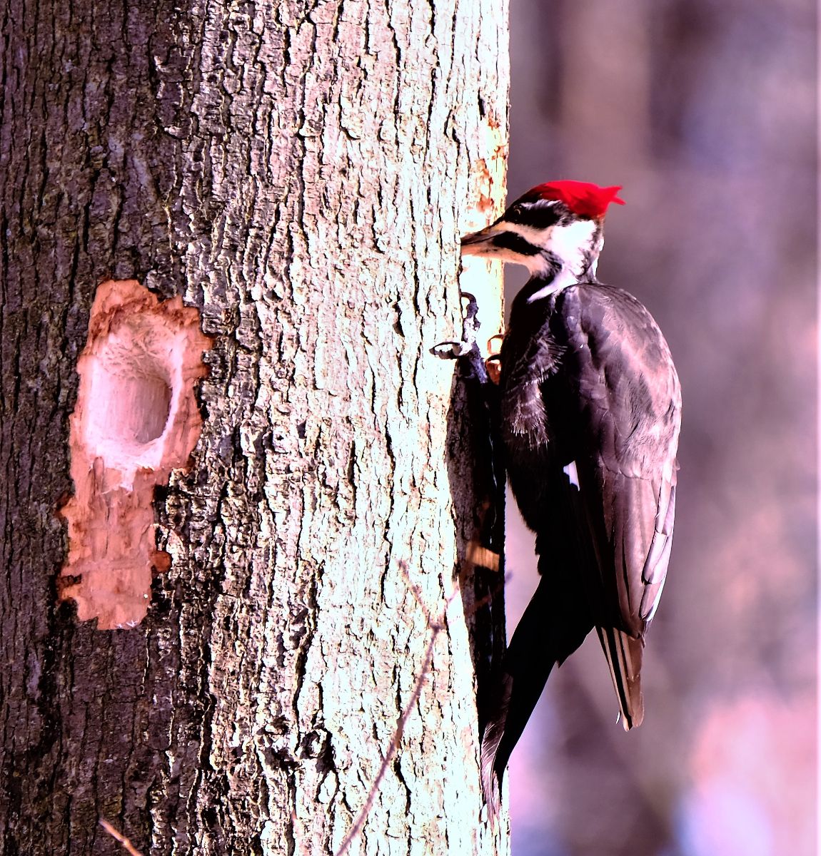 seeing a woodpecker meaning